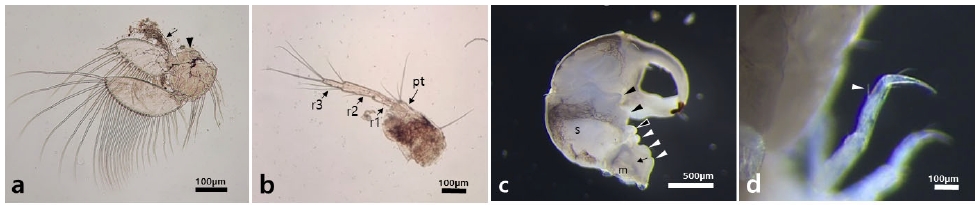 Fig. 11.