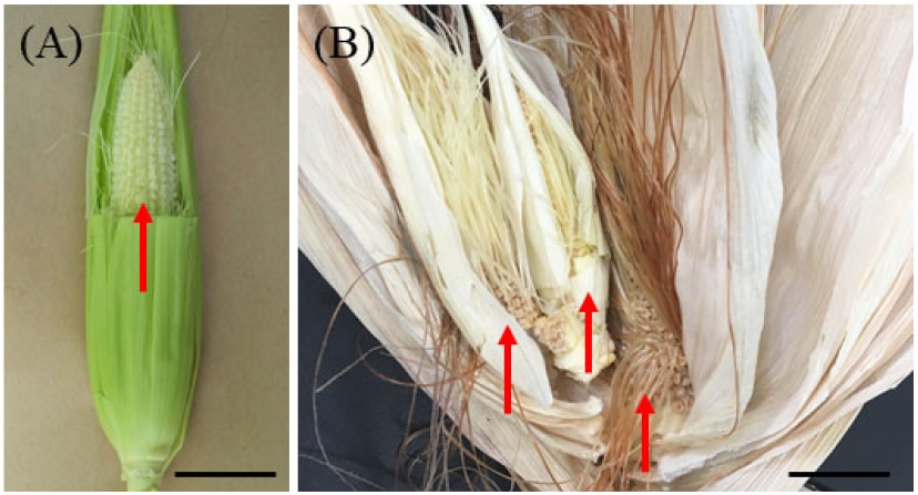 Fig. 8.