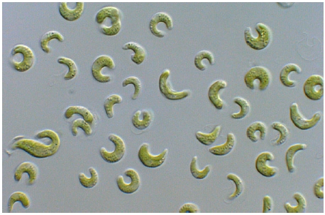 Fig. 1. Fig. 1.